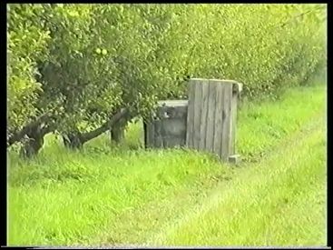 Szőlő És Almaszüret